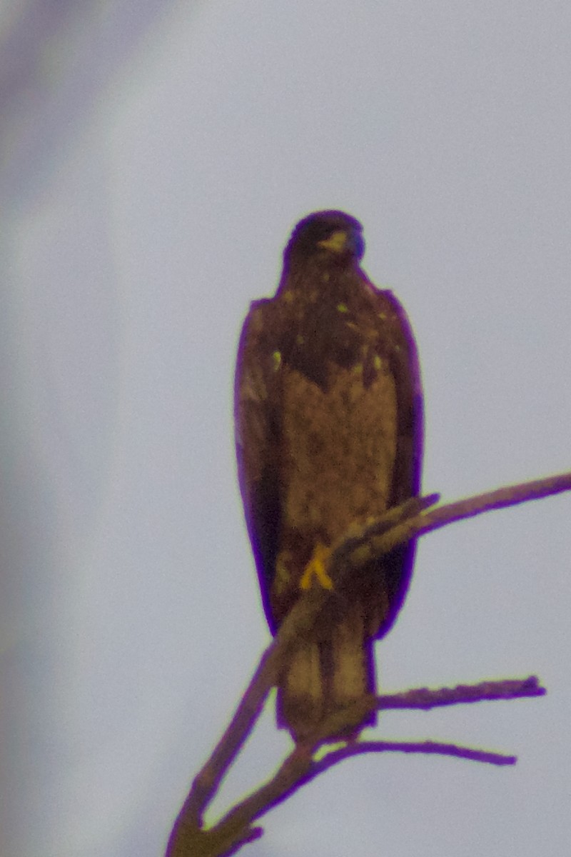 Bald Eagle - ML645917716