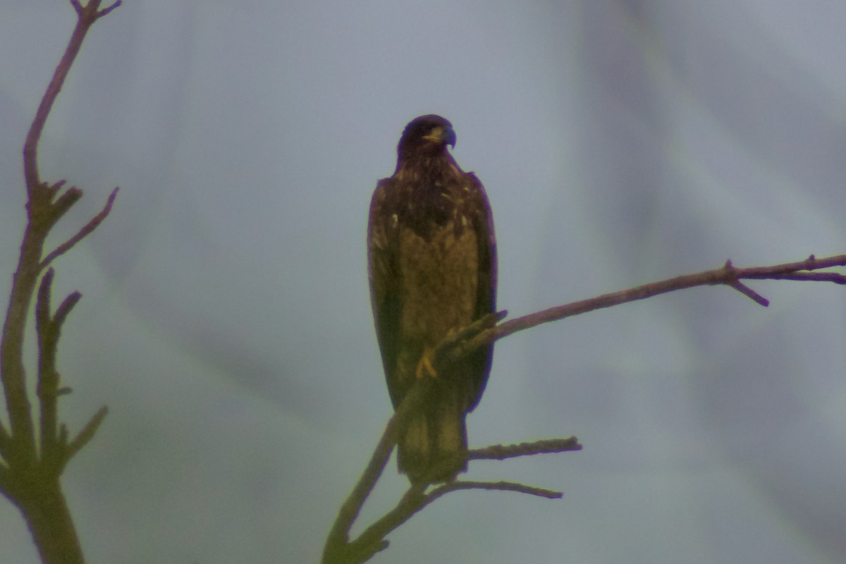 Bald Eagle - ML645917717