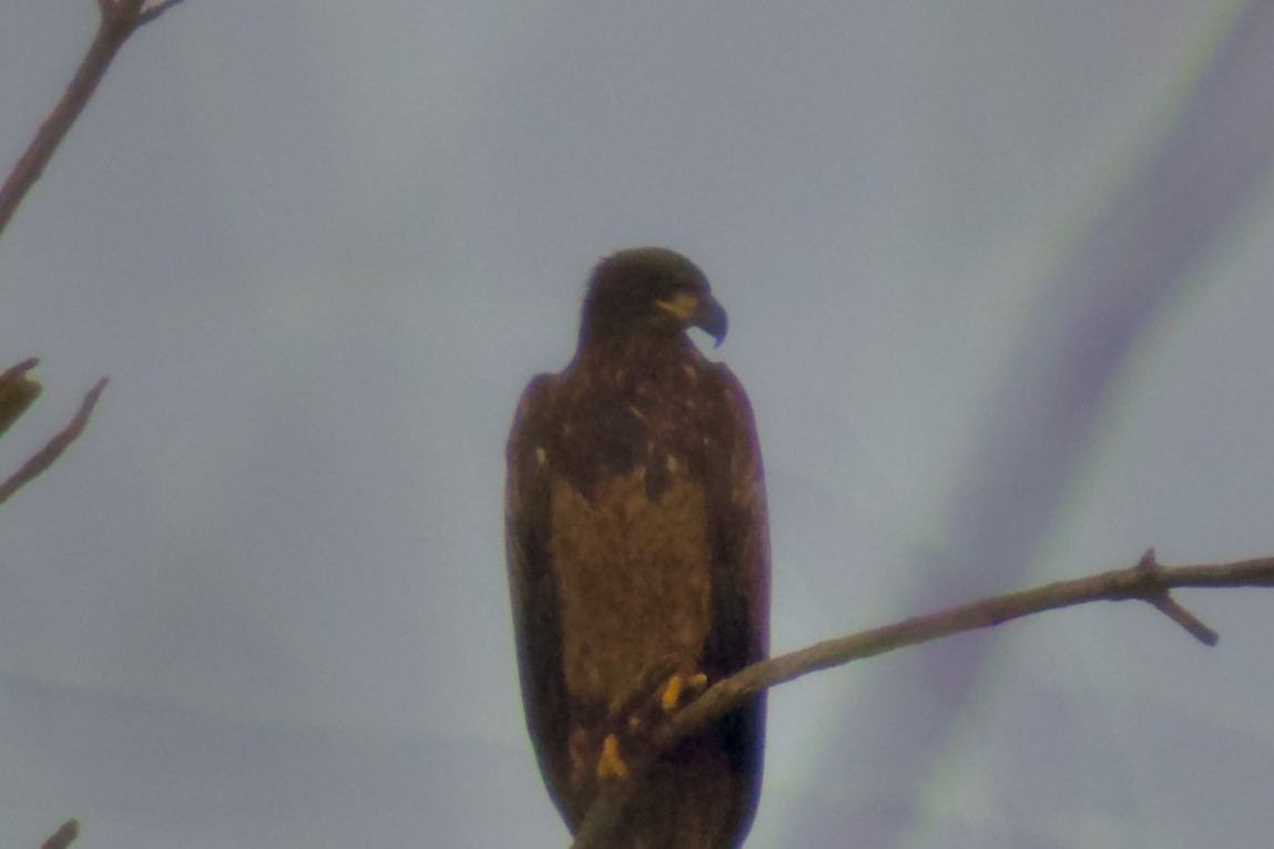 Bald Eagle - ML645917718
