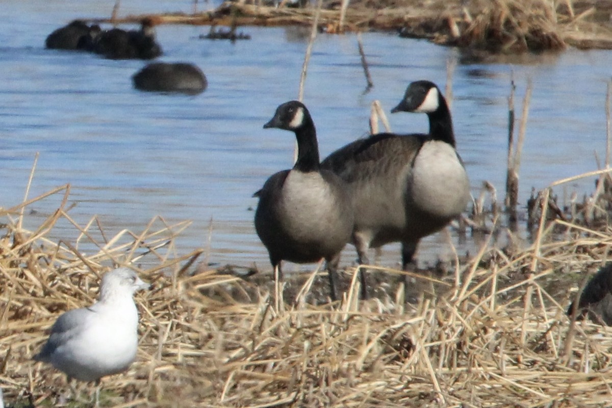 小加拿大雁 - ML645917726