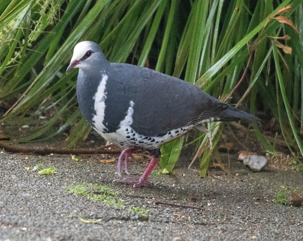 Wongataube - ML645917737