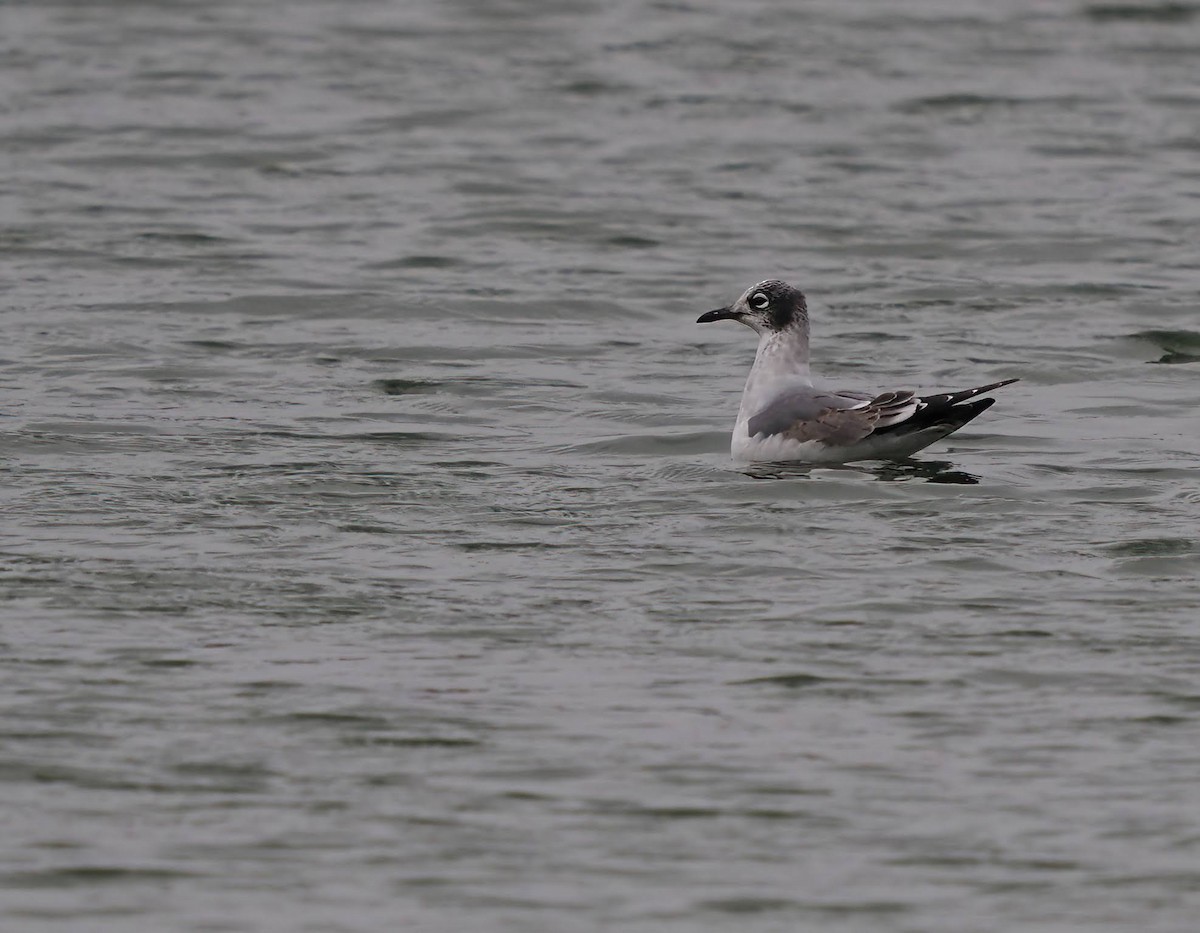 Franklin's Gull - ML645917738