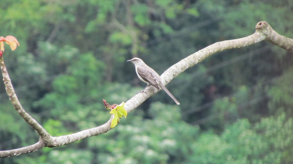 Tropikal Taklitçi - ML645917739