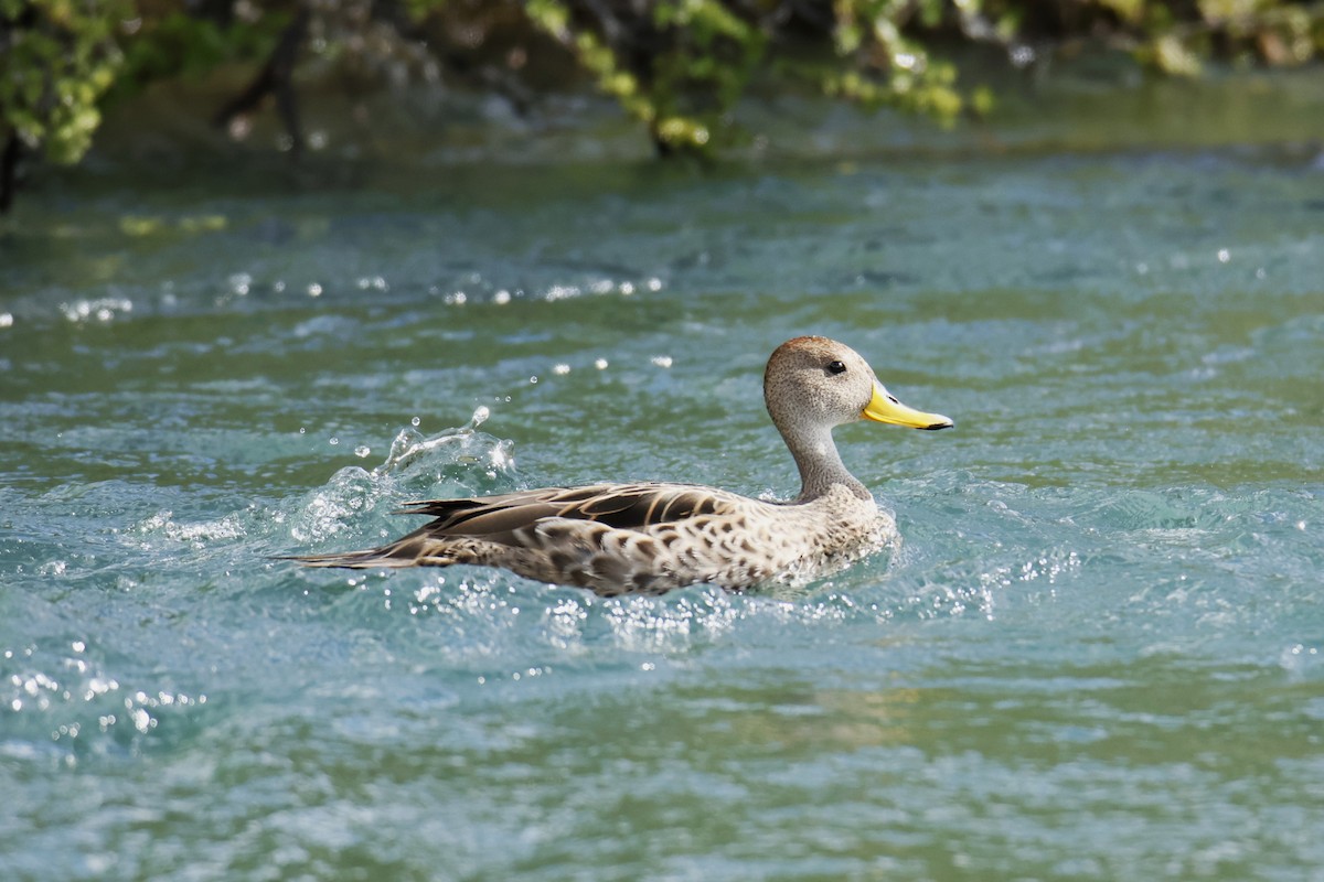 Yellow-billed Pintail - ML645917744
