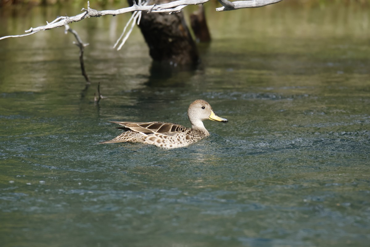 Yellow-billed Pintail - ML645917746