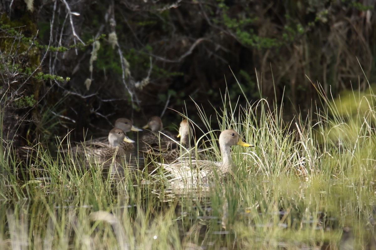 Yellow-billed Pintail - ML645917747