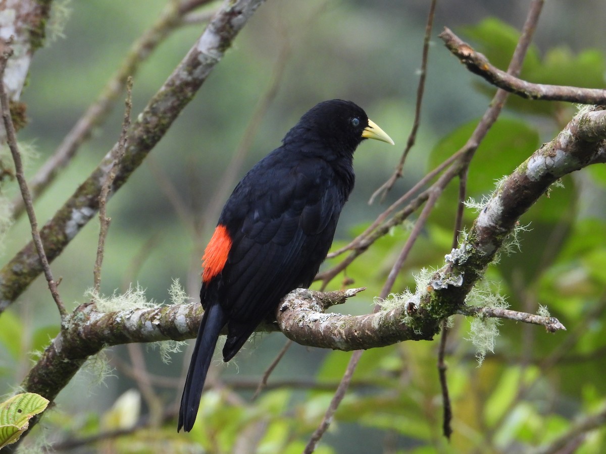 Scarlet-rumped Cacique - ML645917753