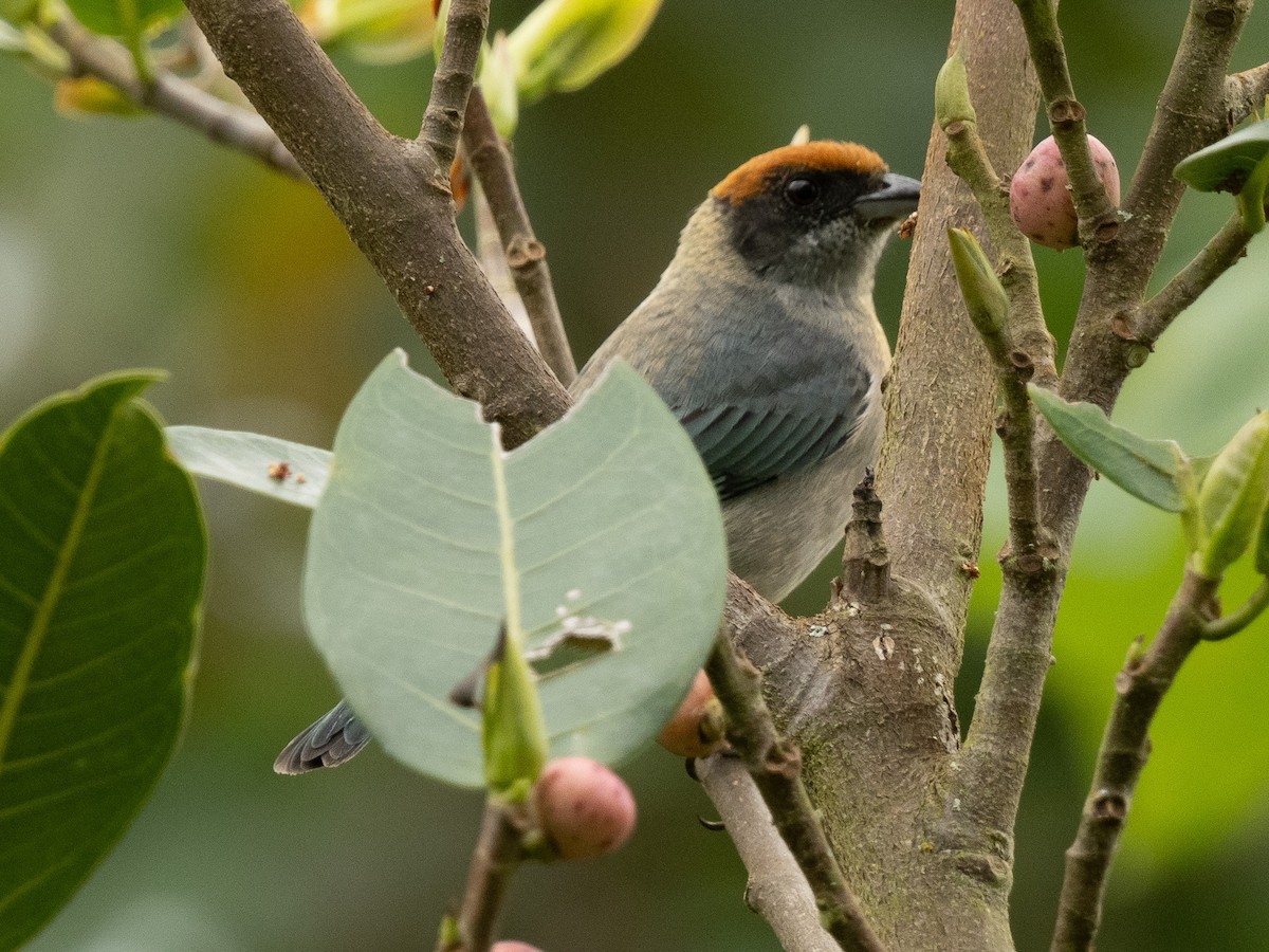 Scrub Tanager - ML645917754