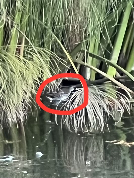 Polluela Sora - ML645917779