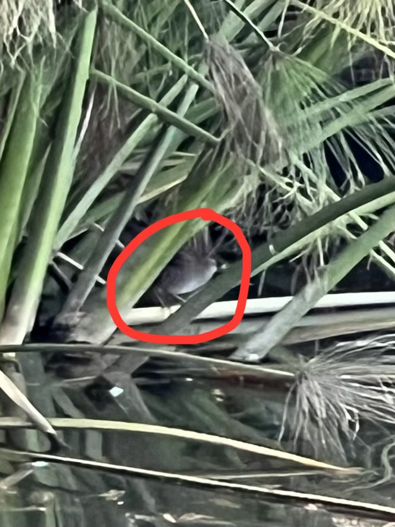 Polluela Sora - ML645917780