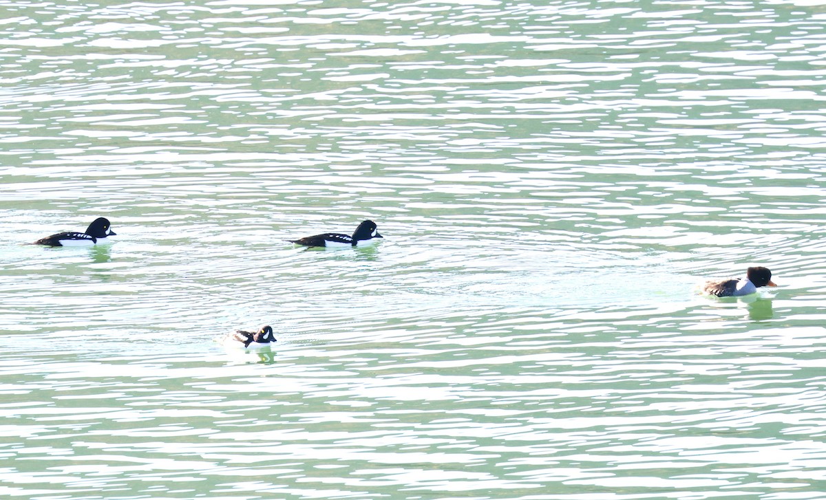 Barrow's Goldeneye - ML645917781