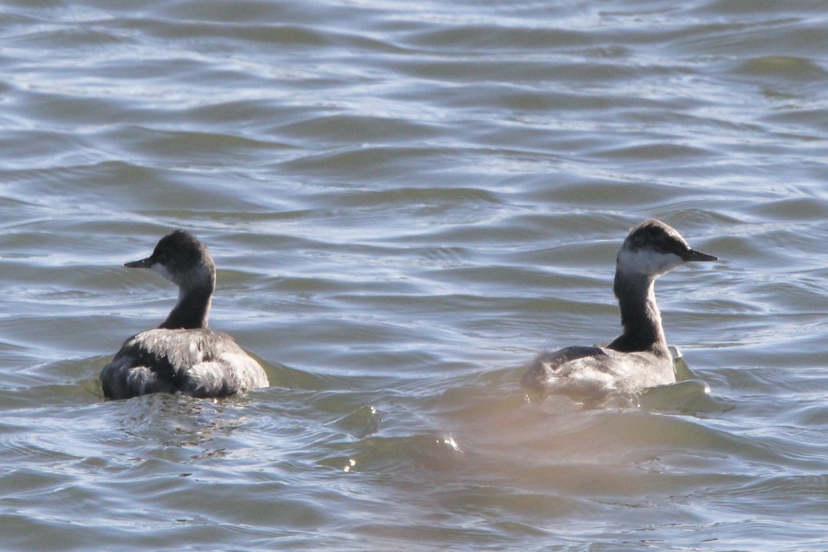 Eared Grebe - ML645917785