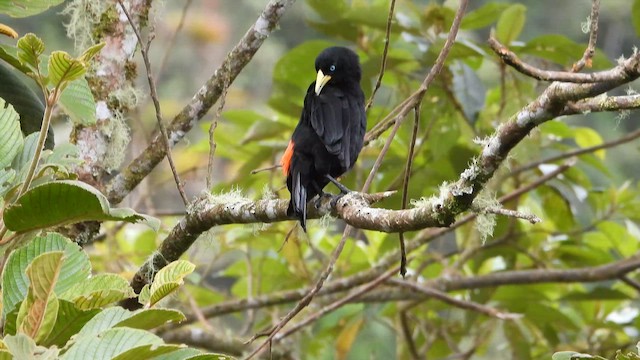 Scarlet-rumped Cacique - ML645917786