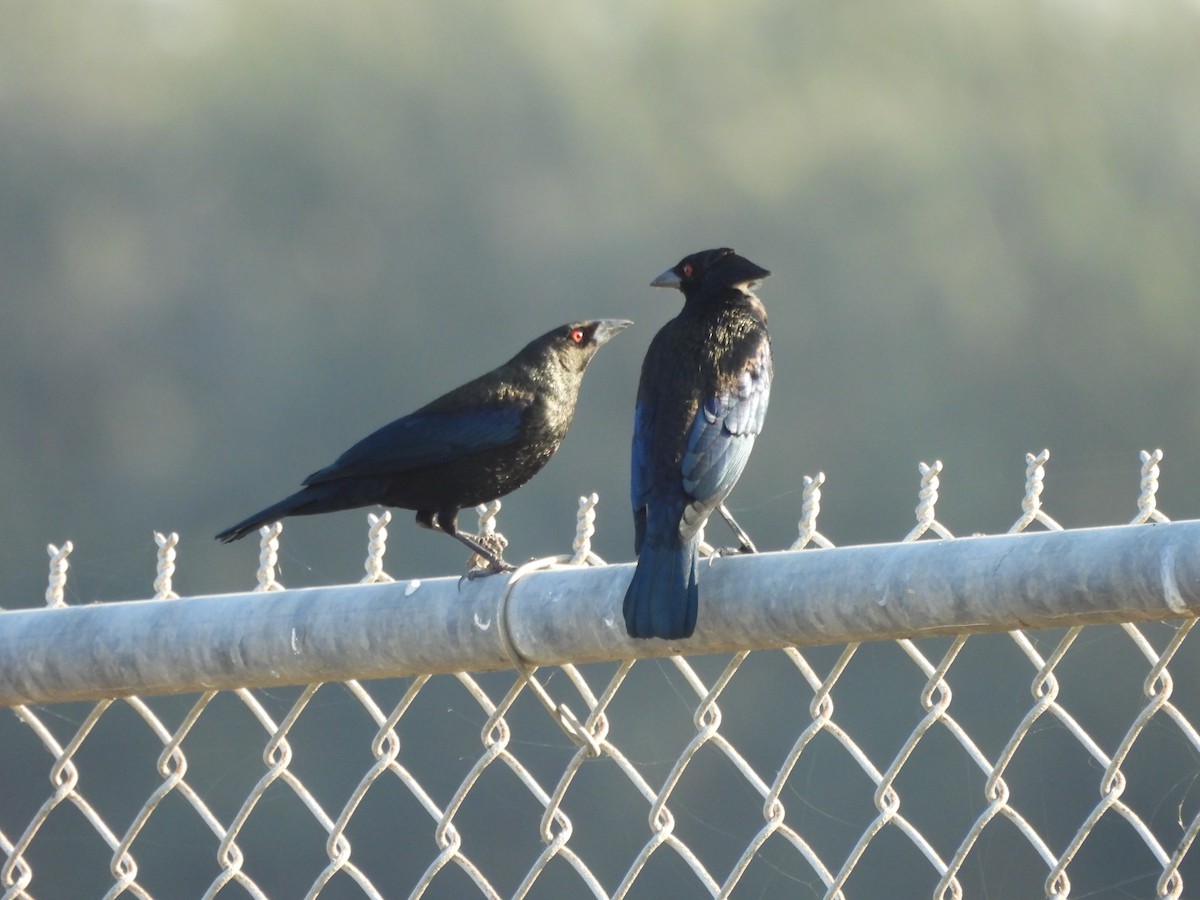 Красноглазый трупиал - ML645917789