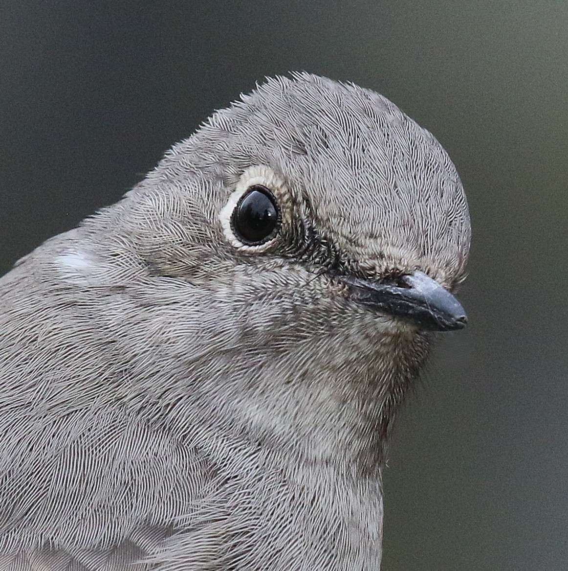 Townsend's Solitaire - ML645917793