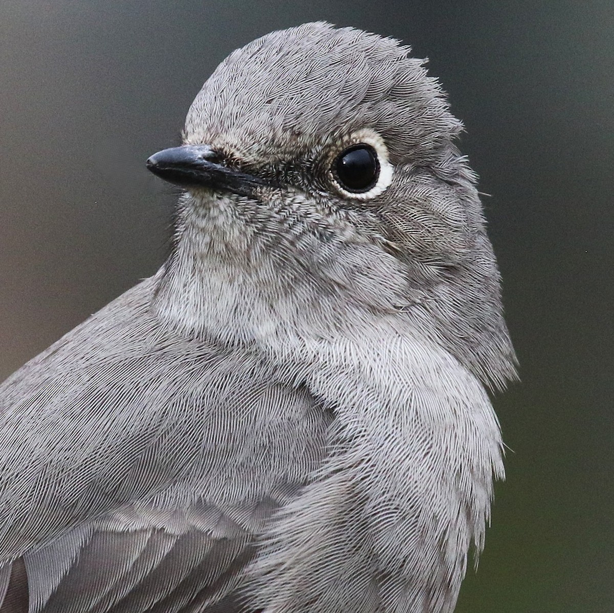 Townsend's Solitaire - ML645917794
