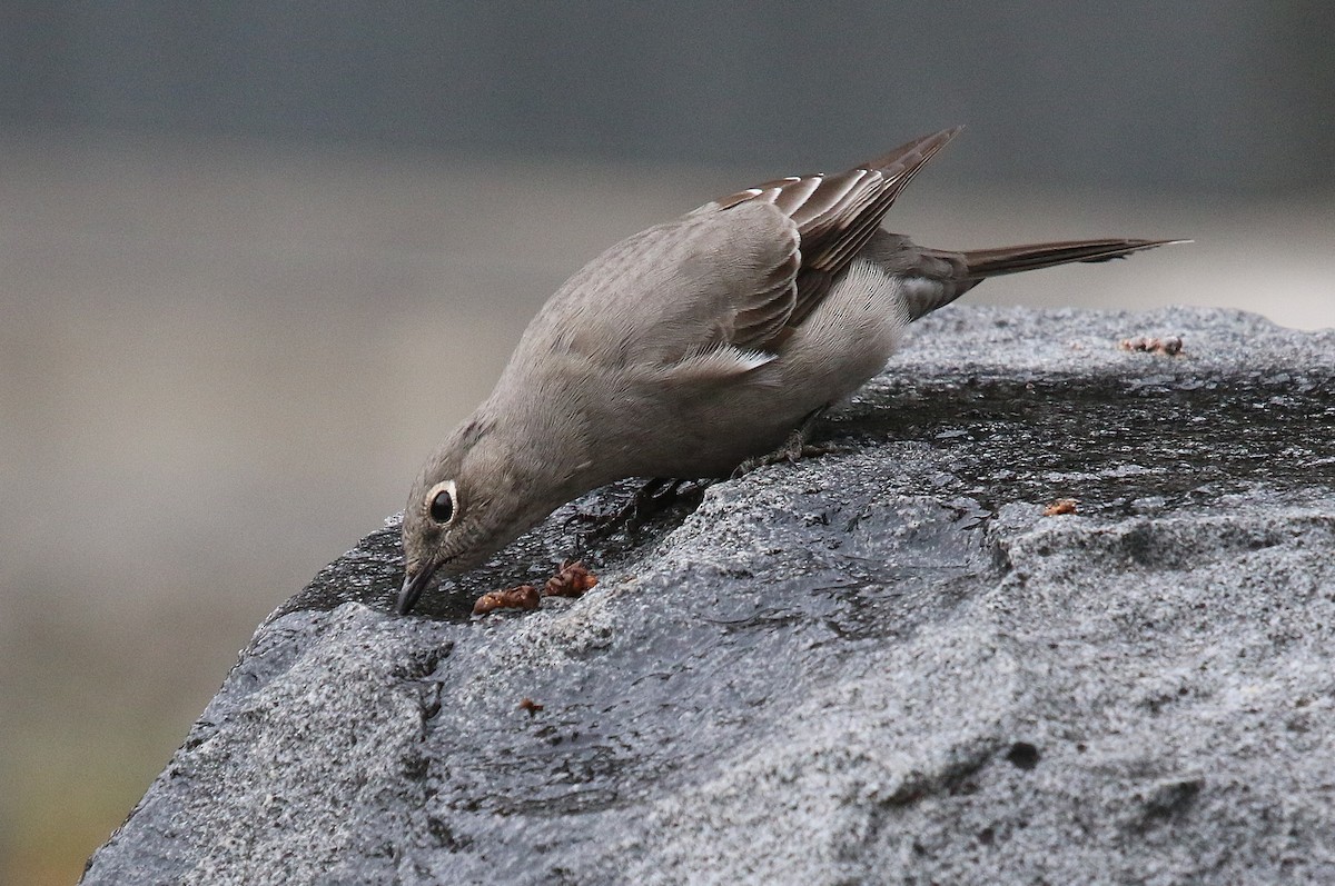 Townsend's Solitaire - ML645917795