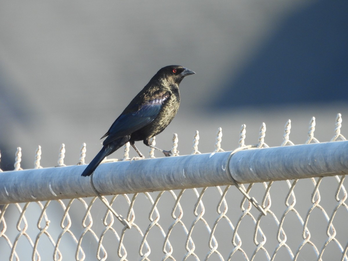 Красноглазый трупиал - ML645917799