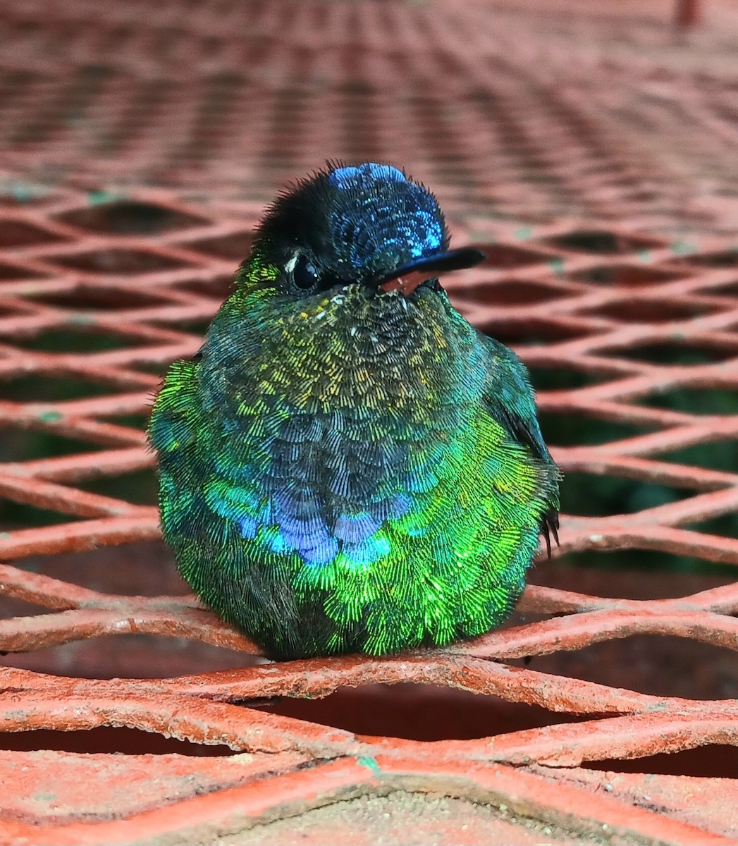 Fiery-throated Hummingbird - ML645917812