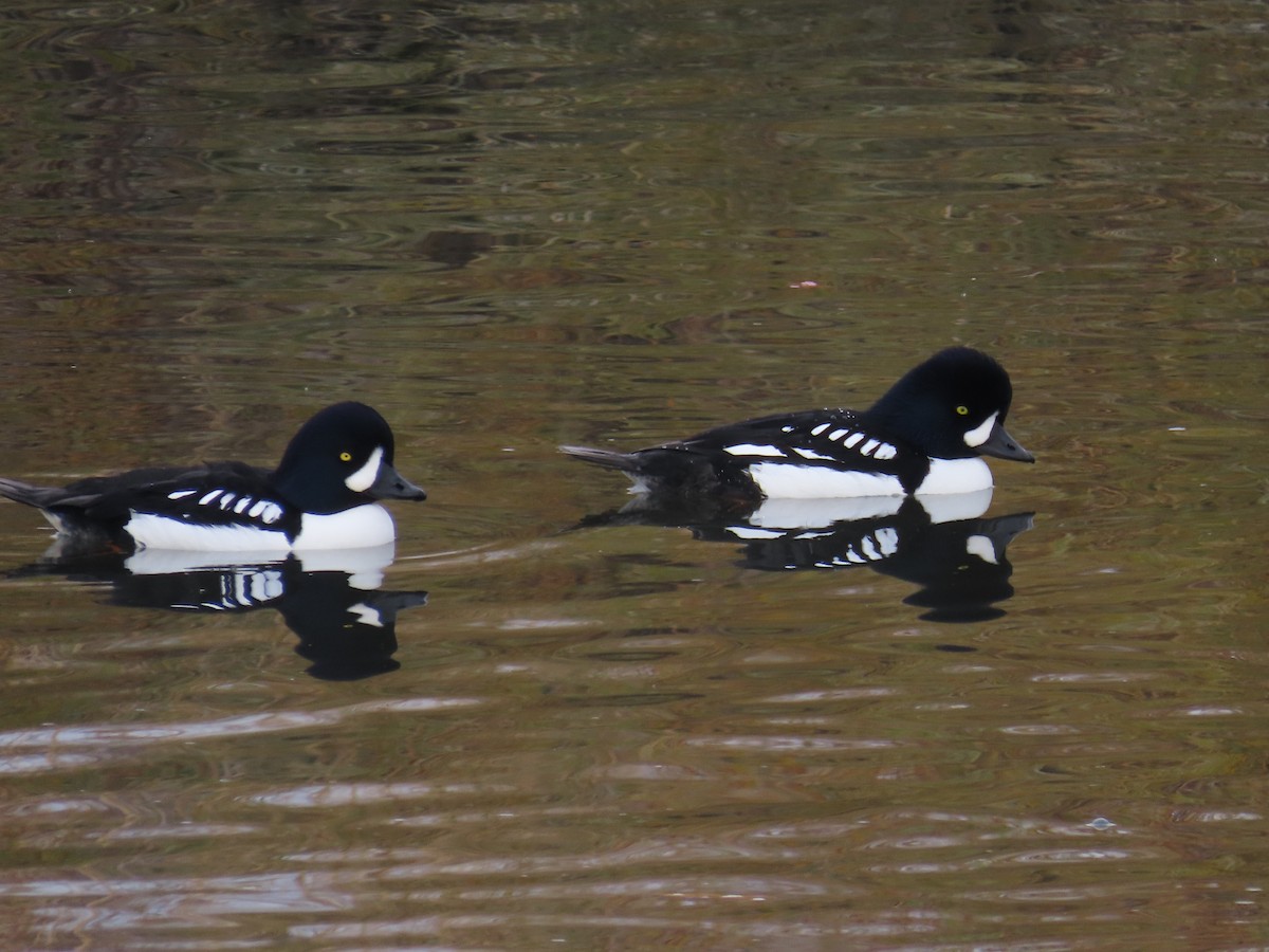 Barrow's Goldeneye - ML645917816