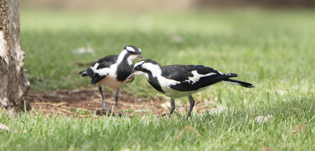 Скунда австралійська - ML645917826