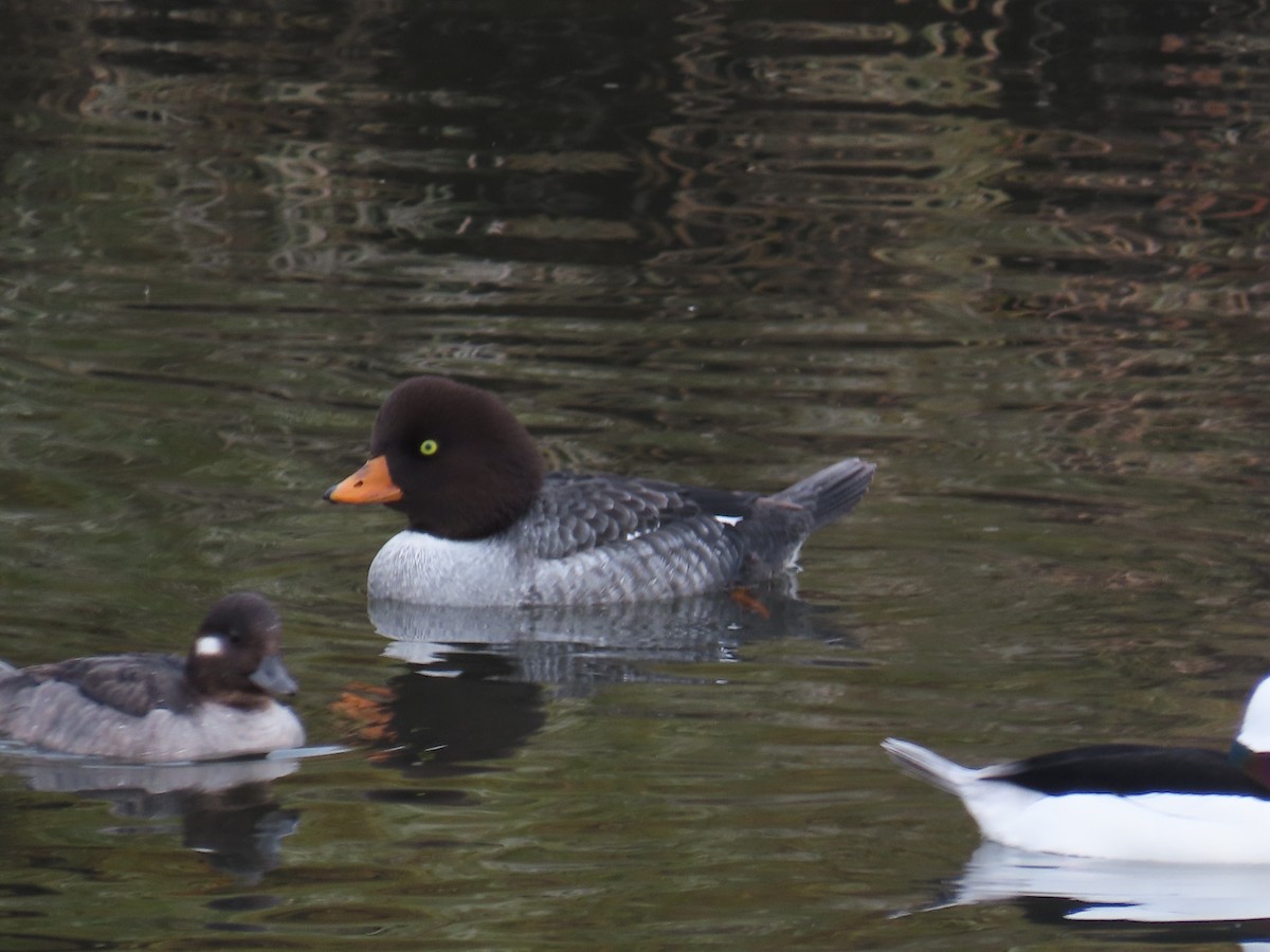 Barrow's Goldeneye - ML645917827