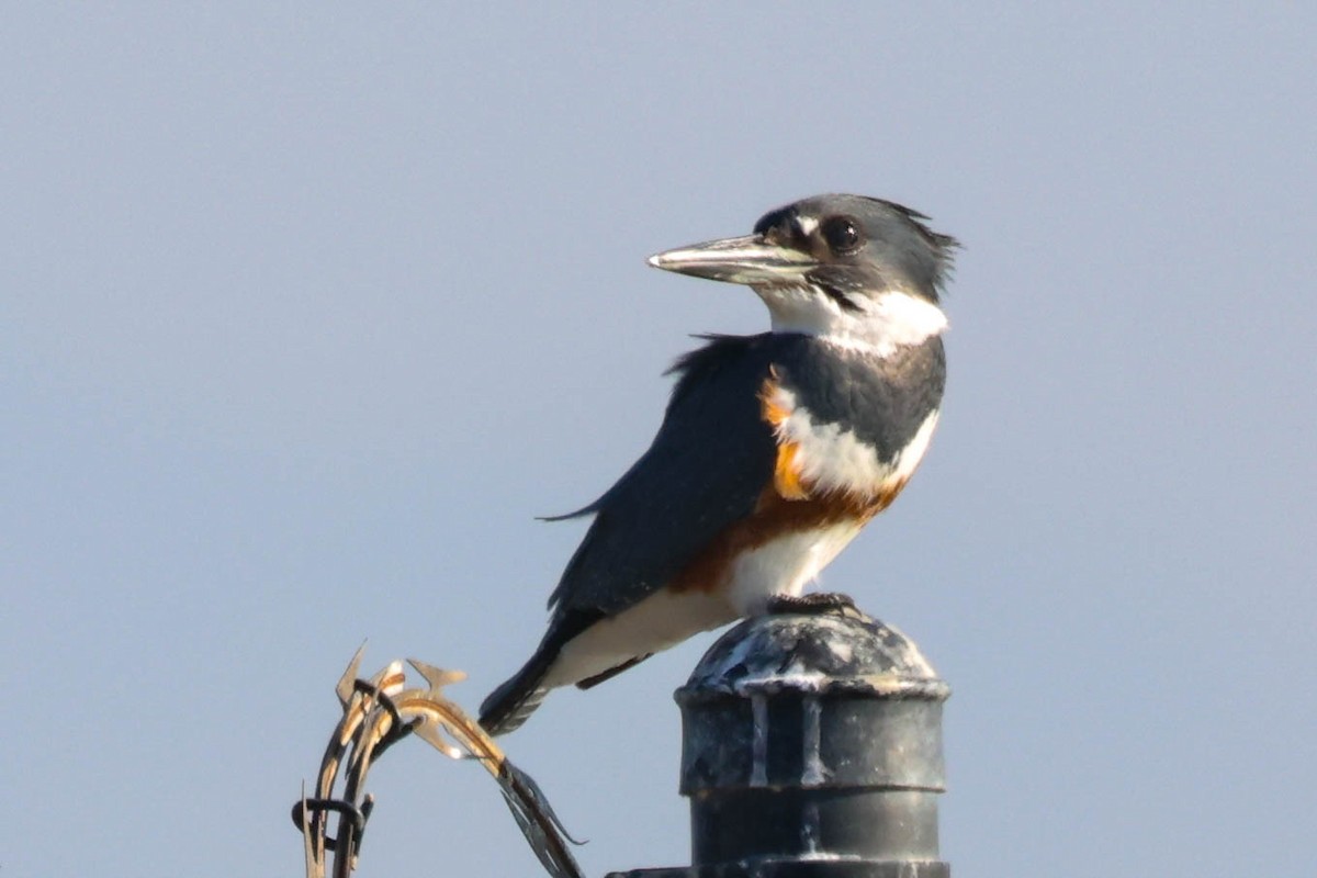 Рибалочка-чубань північний - ML645917836