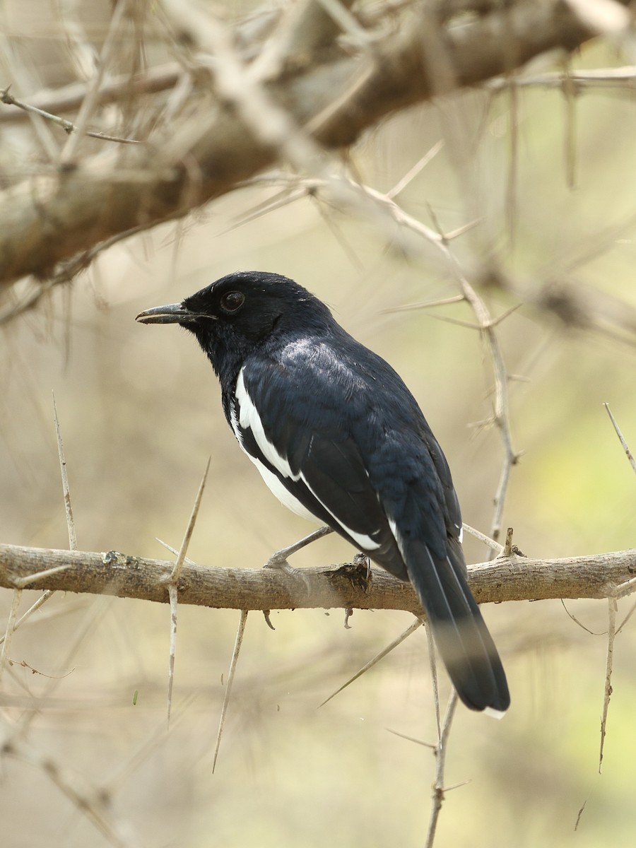 Шама східна - ML645917838