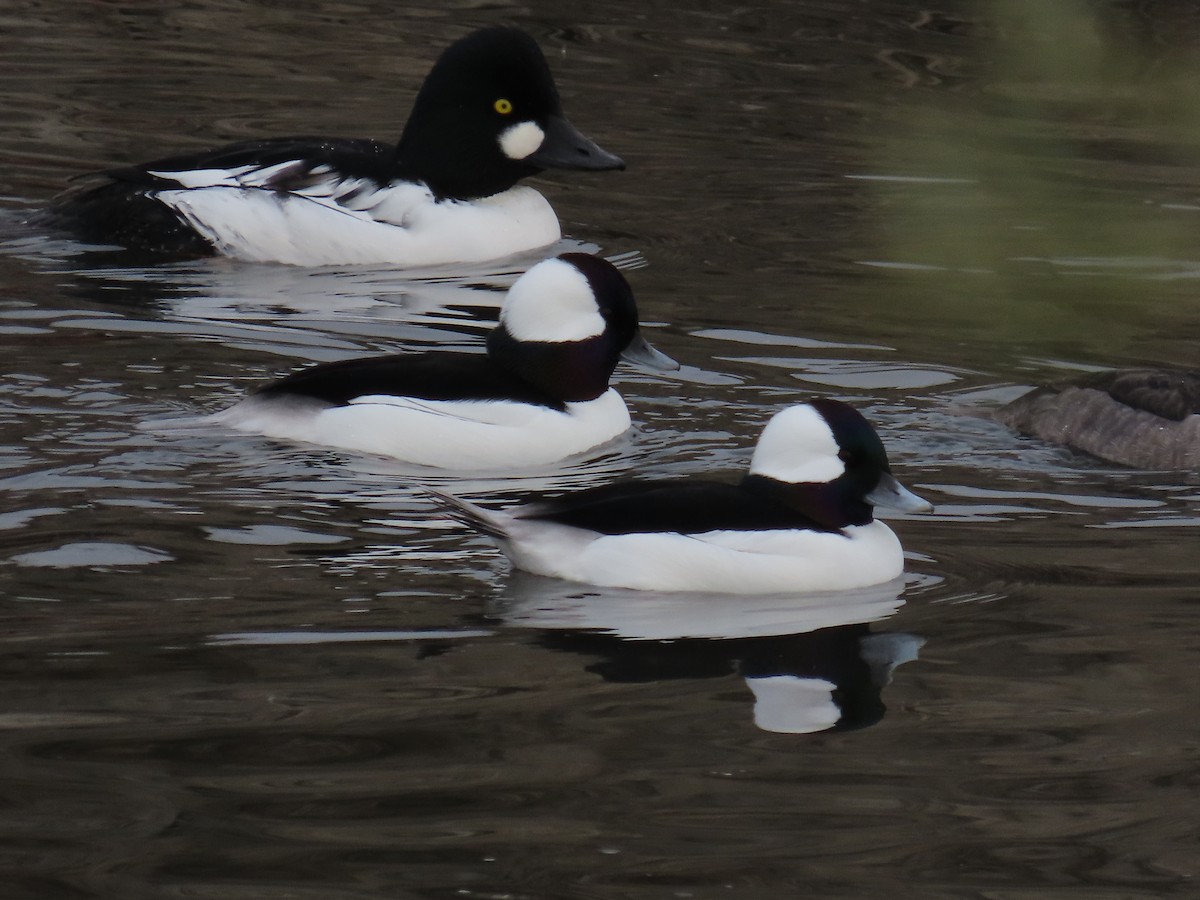 Гоголь малий - ML645917840