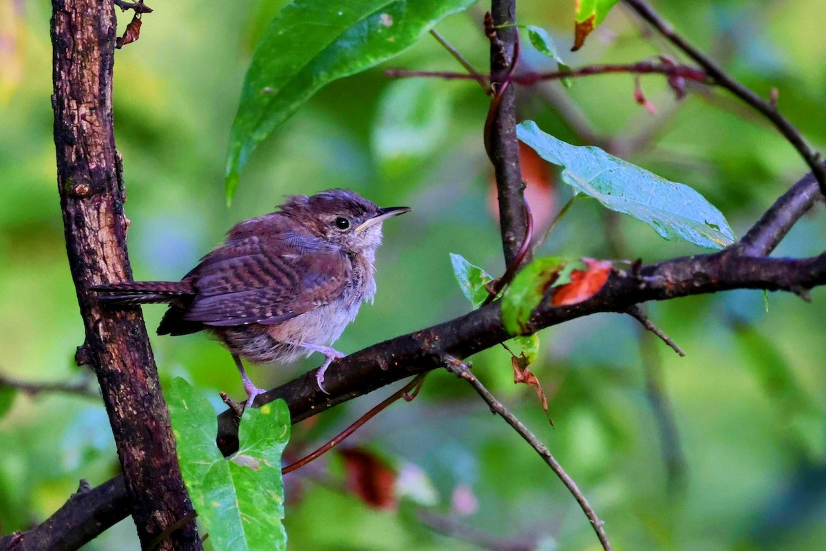 Northern House Wren - ML645917842