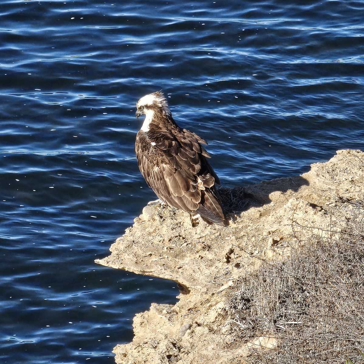 Скопа західна - ML645917843