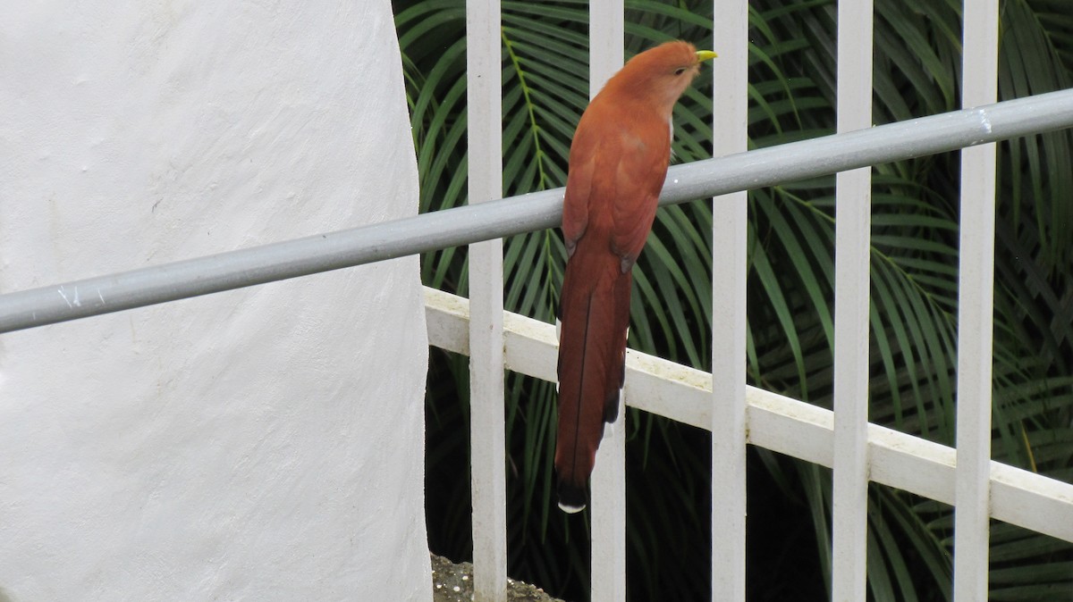 Common Squirrel-Cuckoo - ML645917844