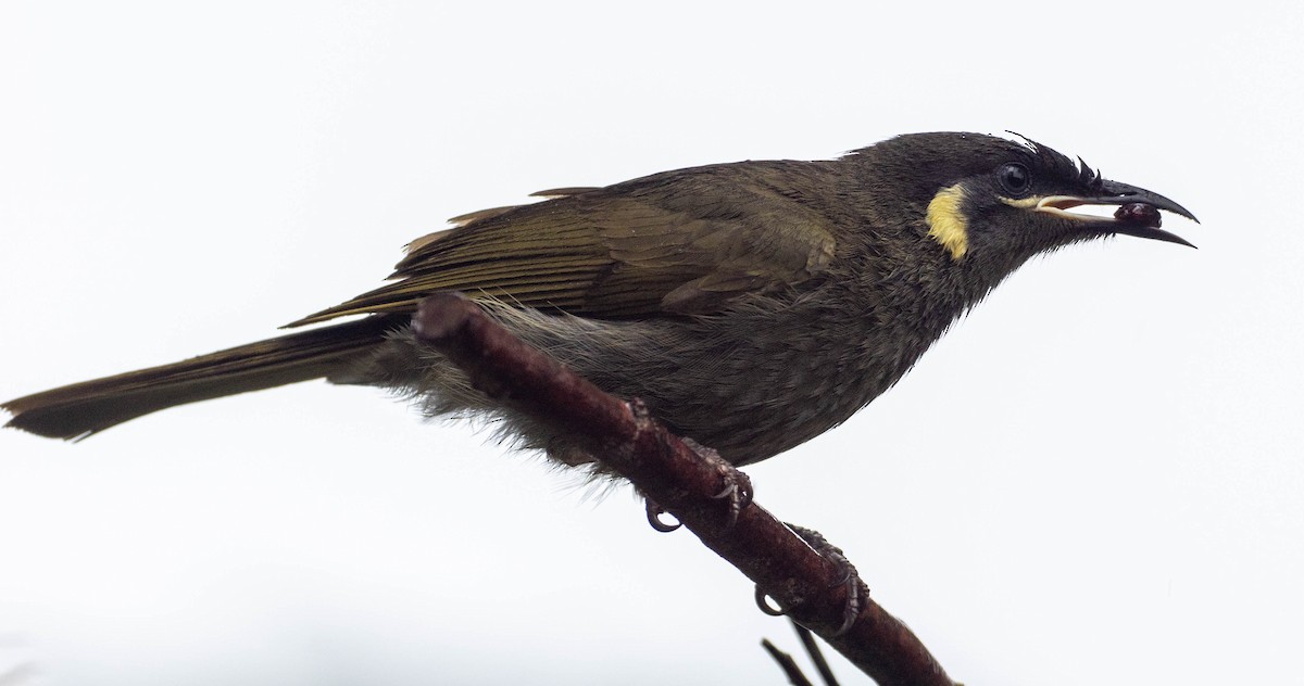 Медолюб великий - ML645917845