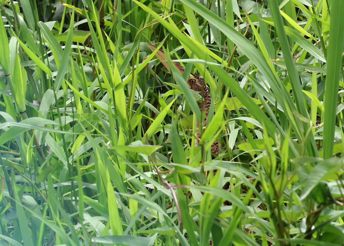 Бугай строкатий - ML645917848