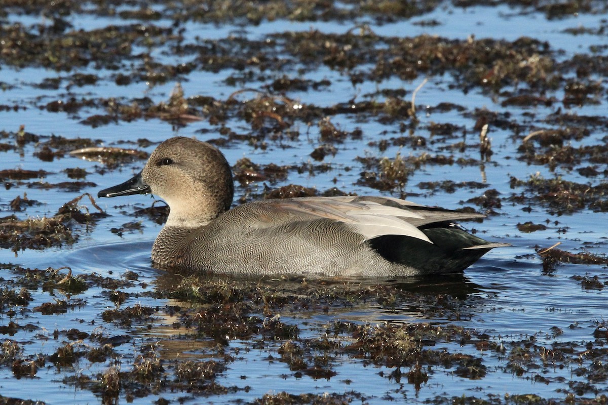 Нерозень - ML645917849