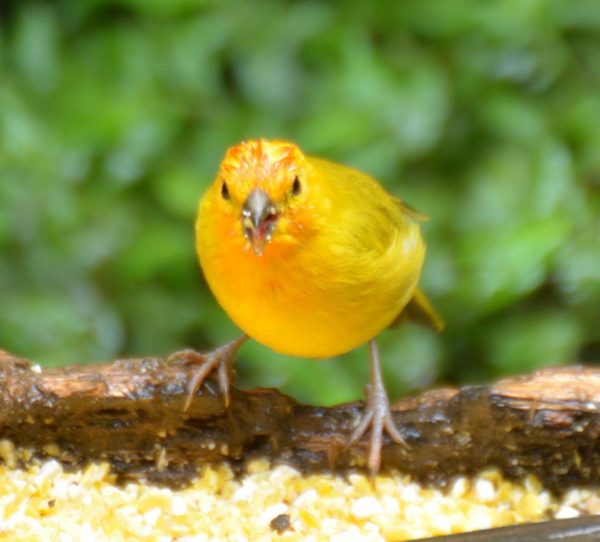 Посвірж золотоголовий - ML645917851