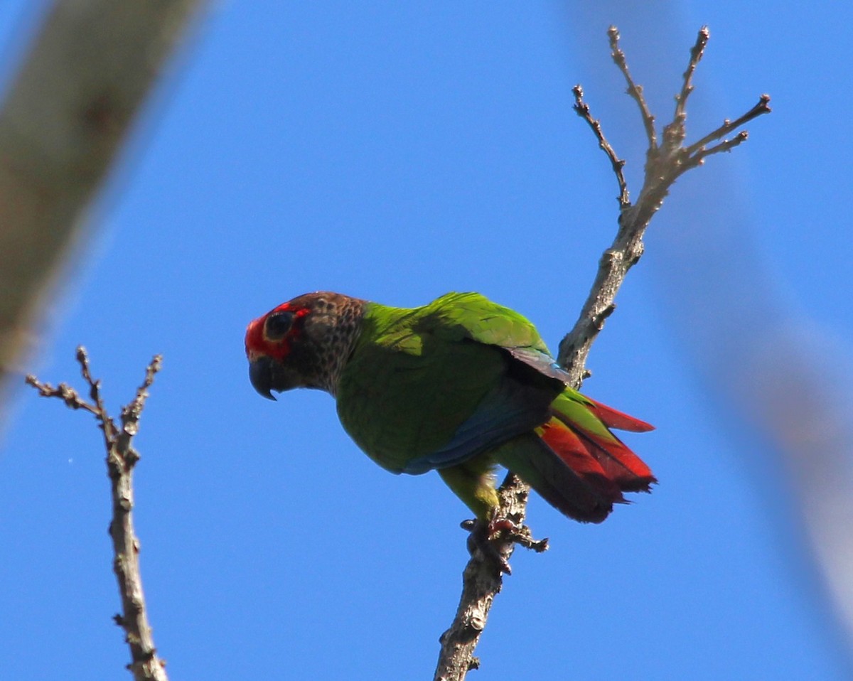 Котора червонолобий - ML645917853