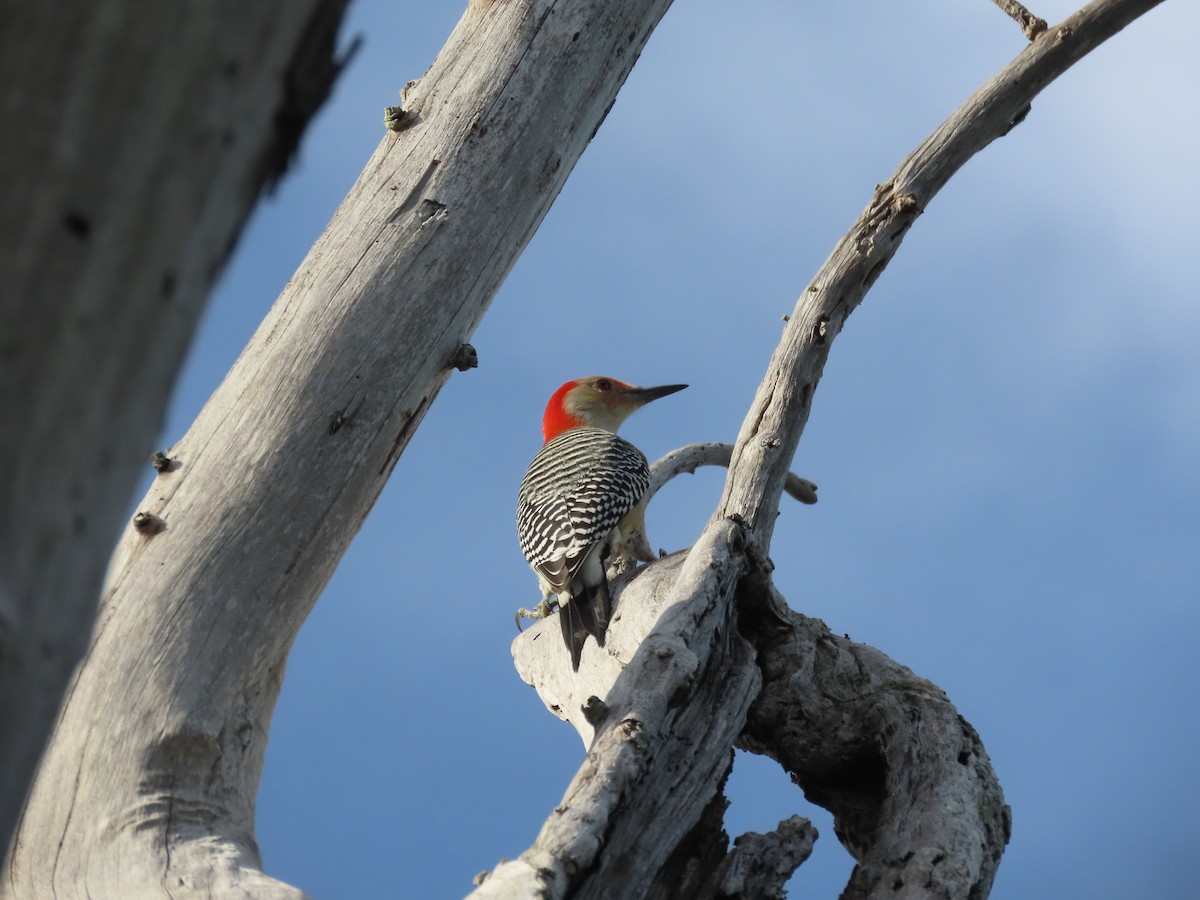 Гіла каролінська - ML645917855