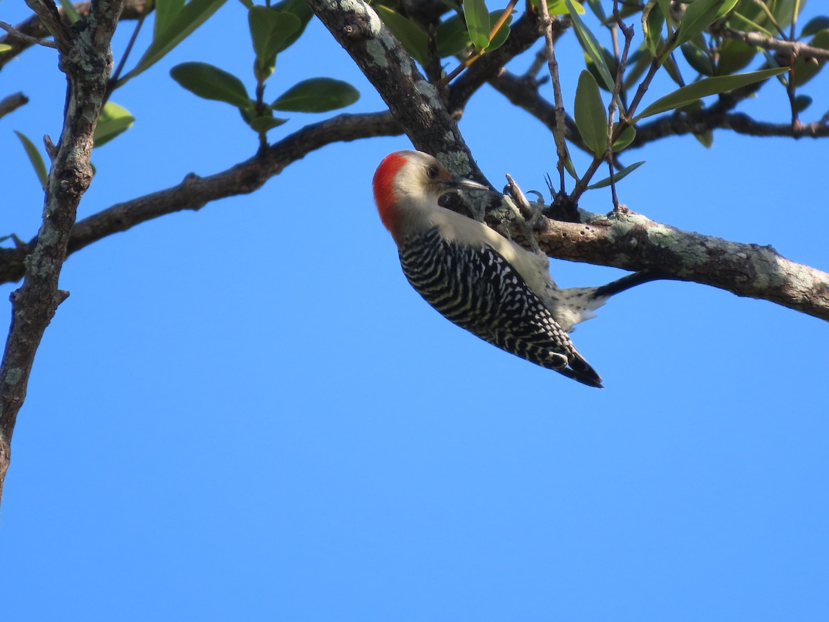 Гіла каролінська - ML645917857