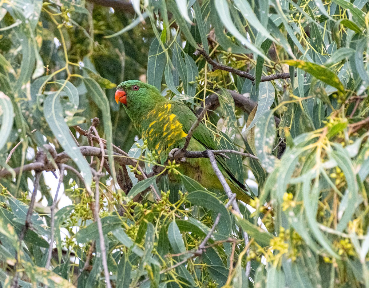 Лорікет зеленоголовий - ML645917859