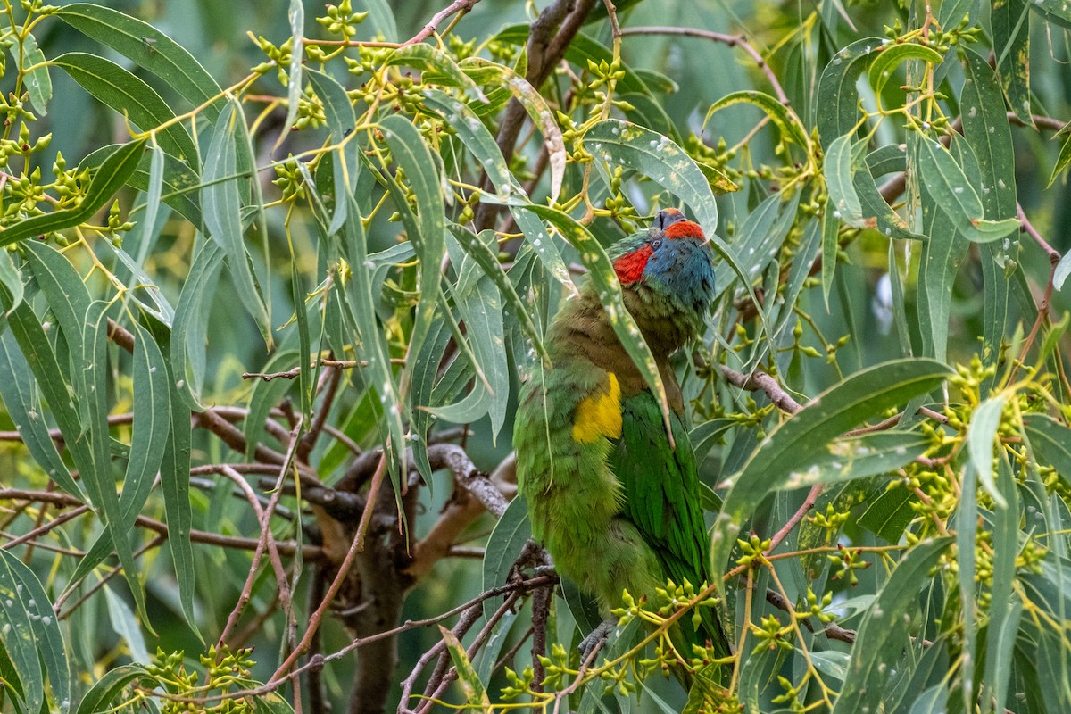 Лорікет зеленоголовий - ML645917861