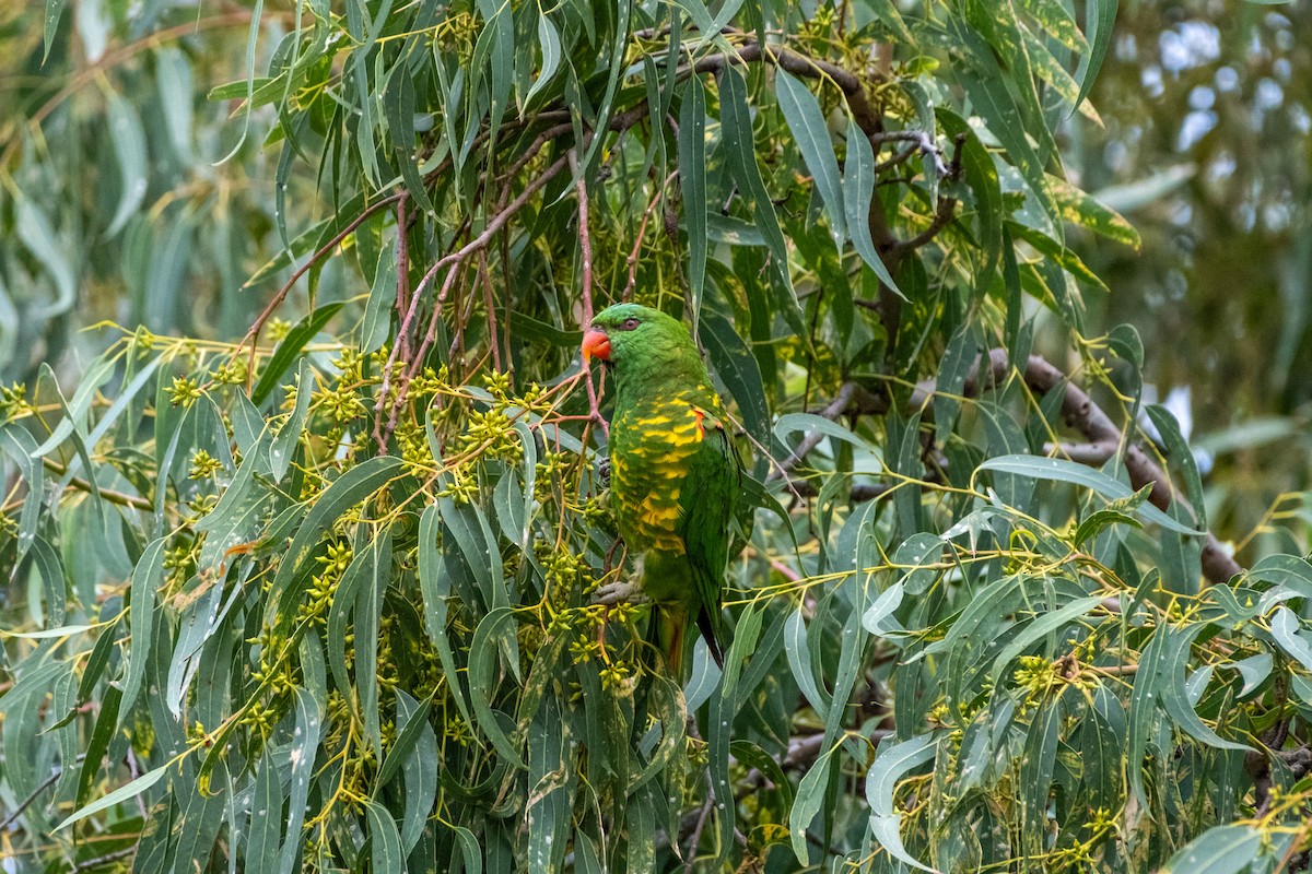 Лорікет зеленоголовий - ML645917863