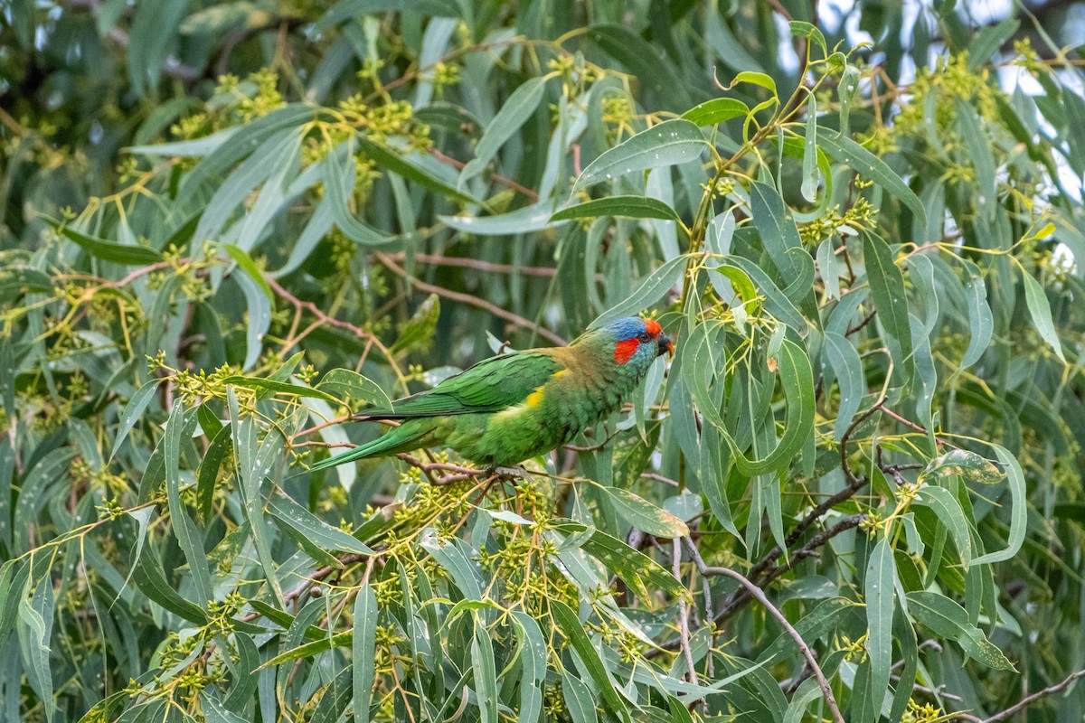 Лорікет зеленоголовий - ML645917865