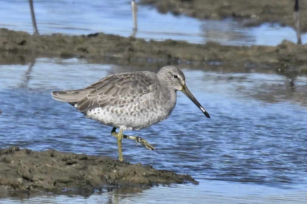 Неголь короткодзьобий/довгодзьобий - ML645917868