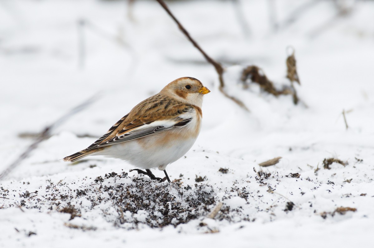 Пуночка снігова - ML645917869