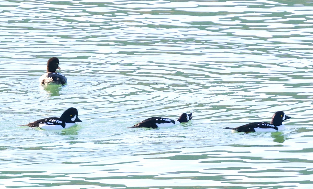 Гоголь ісландський - ML645917870