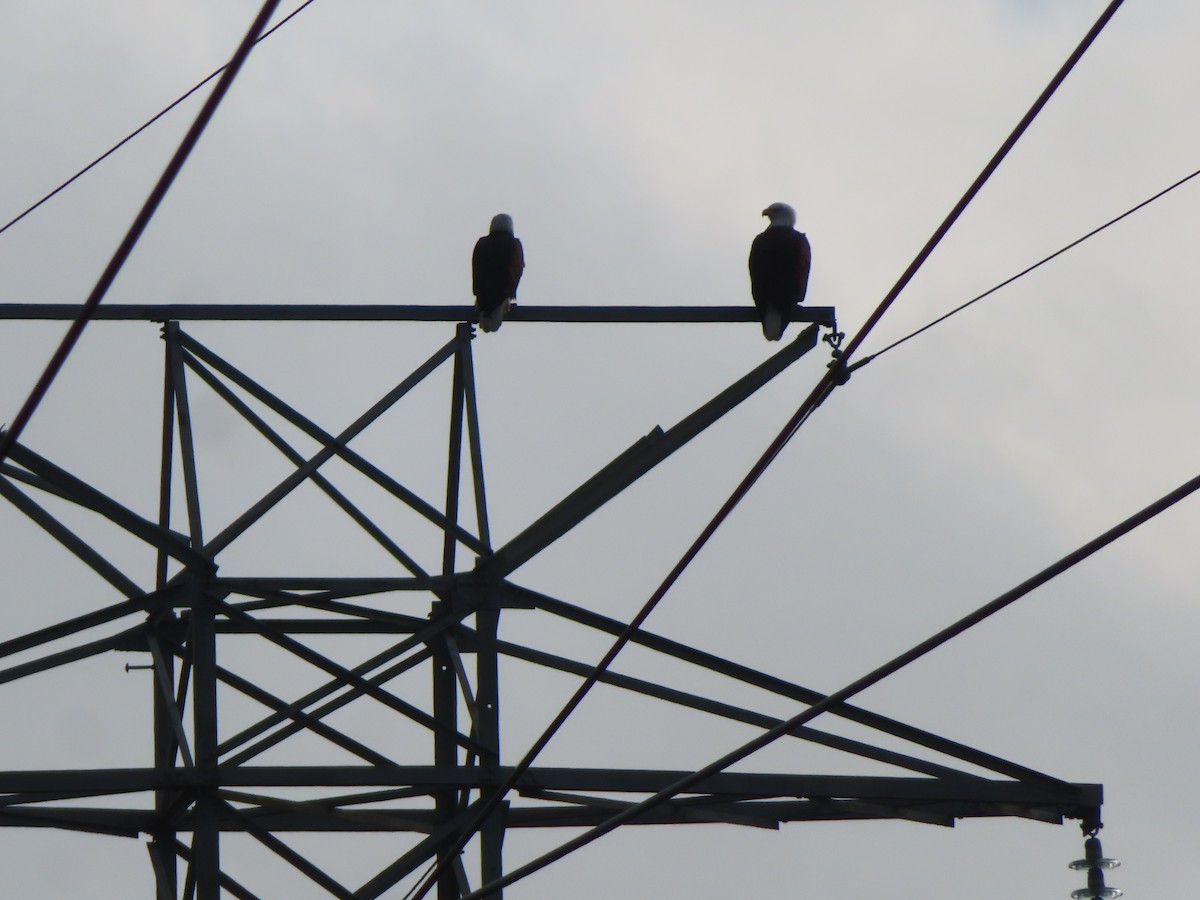 Bald Eagle - ML645917877