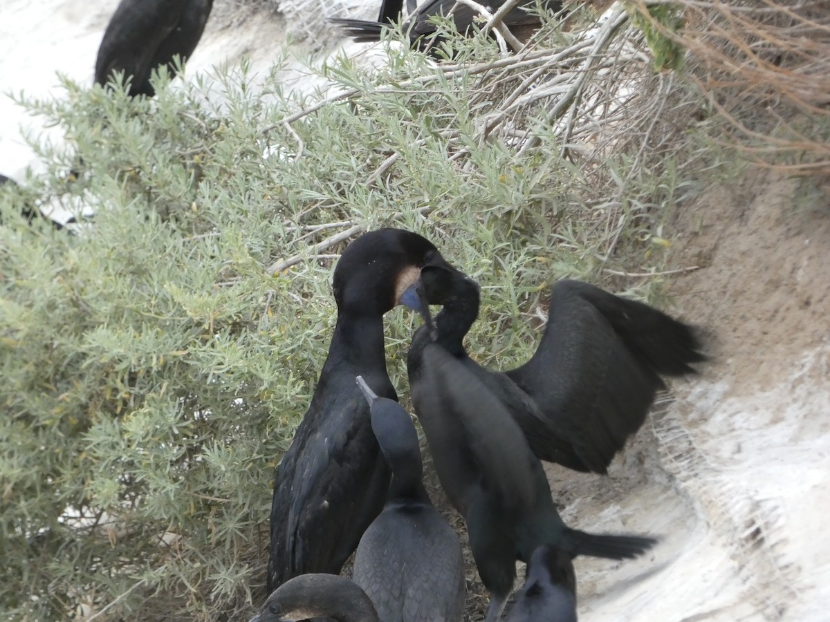 Cormorán Sargento - ML645917878