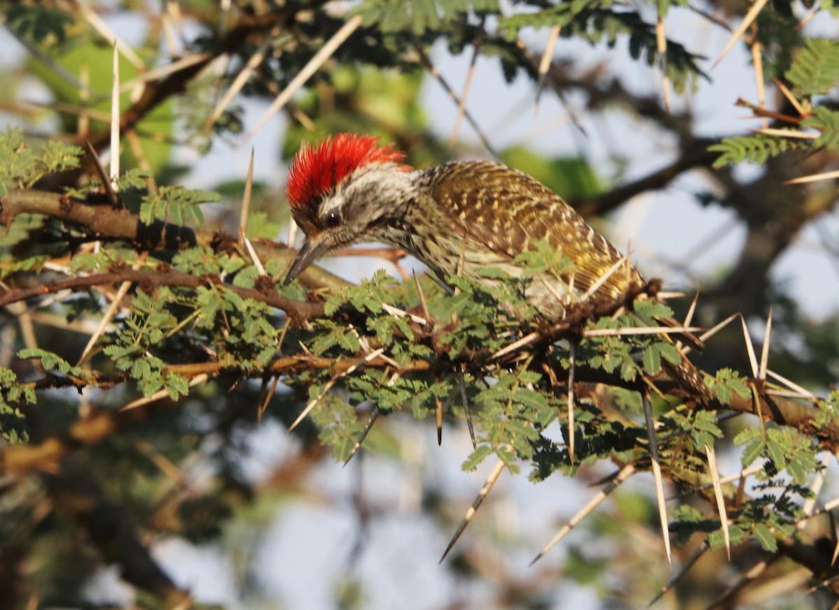 datel núbijský - ML645917881