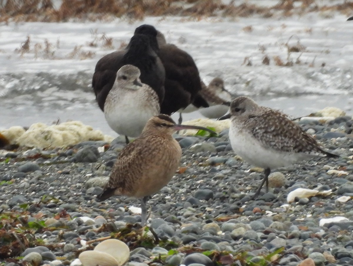 Hudsonian Whimbrel - ML645917883